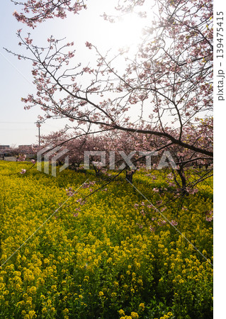 岩井の堰の河津桜と菜の花畑が彩る春風景 岩井の堰の河津桜と菜の花畑が彩る春風景 139475415