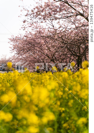 春の日差しに包まれる岩井の堰の河津桜と菜の花畑 春の日差しに包まれる岩井の堰の河津桜と菜の花畑 139475416