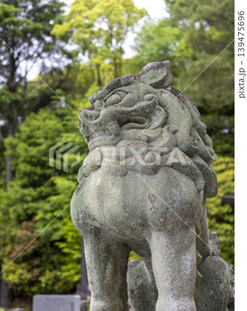 神社の狛犬のクローズアップ 139475696