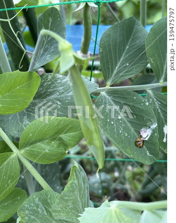 旬をむかえたスナップエンドウ 旬をむかえたスナップエンドウ 139475797