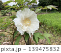 花 139475832