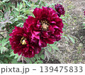 花 139475833