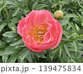 花 139475834
