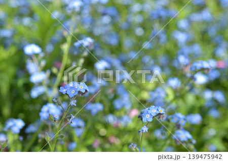 パリ・ベルシー公園に咲く忘れな草 春の青い花(2026年4月9日) パリ・ベルシー公園に咲く忘れな草 春の青い花(2026年4月9日) 139475942