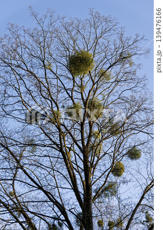 Large Tree Infested with Round Green Mistletoe Bushes Against Blue Sky Large Tree Infested with Round Green Mistletoe Bushes Against Blue Sky 139476166