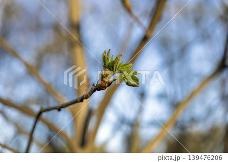 Close-up of a Tree Bud Bursting into Green Leaves in Early Spring 139476206