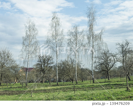 Tall Birch Trees in a Rural Spring Garden in Ukraine 139476209