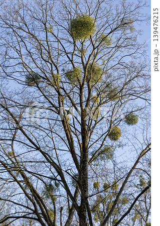 Tall Tree Branches Covered with Green Mistletoe Plants Against Blue Sky 139476215