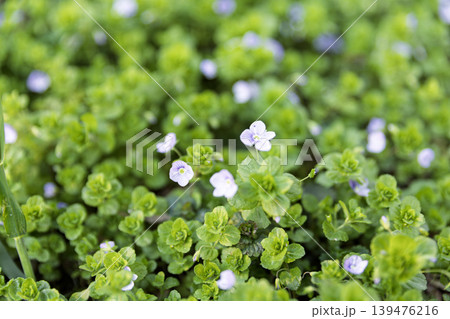 Bright Yellow Lesser Celandine Flowers Blooming in Spring Grass Bright Yellow Lesser Celandine Flowers Blooming in Spring Grass 139476216