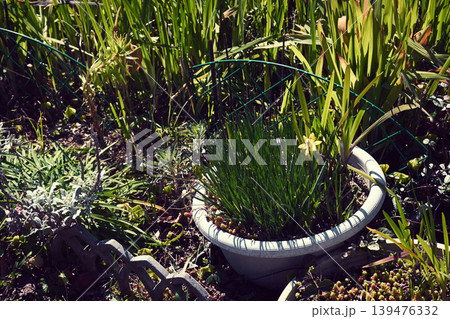 庭 植物 鉢植え 庭 植物 鉢植え 139476332