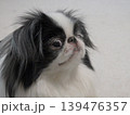 見上げる狆（Japanese Chin）の可愛い表情アップ 139476357