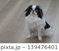 フローリングの上でおすわりする狆（Japanese Chin） 139476401