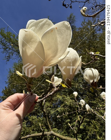 White magnolia in hand White magnolia in hand 139476425
