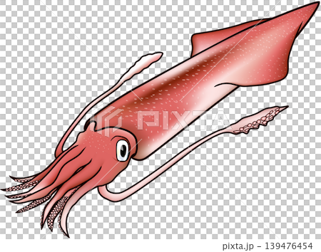 「ヤリイカ」 生物イラスト・イカの仲間 ややリアル ベクター形式 白背景(pngは背景透過)・単体 「ヤリイカ」 生物イラスト・イカの仲間 ややリアル ベクター形式 白背景(pngは背景透過)・単体 139476454