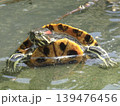 水面に浮かびながらくつろぐミシシッピアカミミガメ（ミドリガメ） 139476456