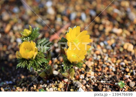 輝 春花 福寿草の花 輝 春花 福寿草の花 139476699