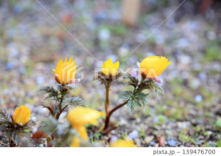 輝 春花 福寿草の花 輝 春花 福寿草の花 139476700