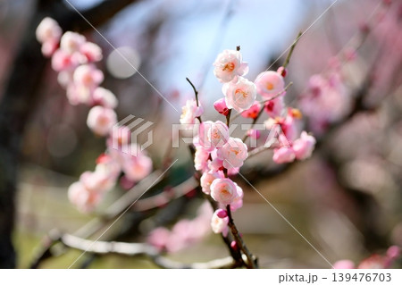 可愛い 梅の花 朱鷺の舞 可愛い 梅の花 朱鷺の舞 139476703
