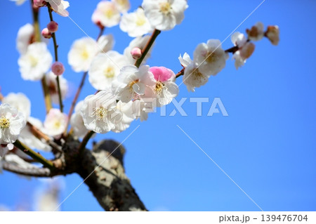 可愛い 梅の花 思いのまま 可愛い 梅の花 思いのまま 139476704