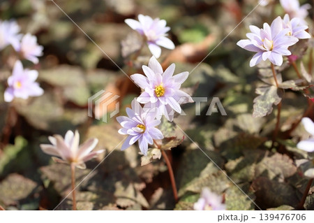 爽やか　春花　ユキワリイチゲの花 139476706