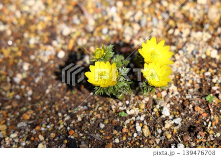 輝 春花 福寿草の花 輝 春花 福寿草の花 139476708