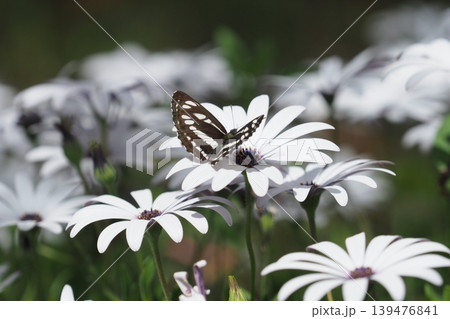オステオスペルマムの花とちょうちょ オステオスペルマムの花とちょうちょ 139476841