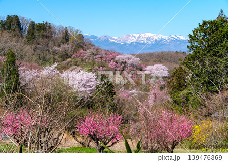 吾妻連峰と花見山 吾妻連峰と花見山 139476869