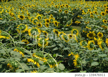 Sunflower Field Sunflower Field 139476911