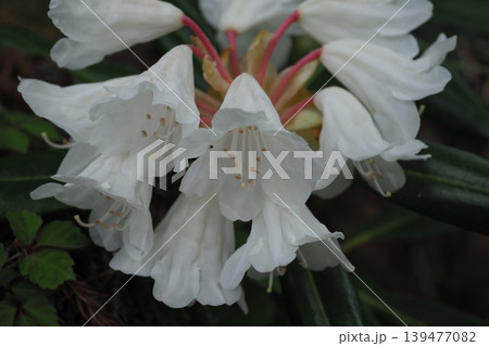 白いシャクナゲの花 白いシャクナゲの花 139477082