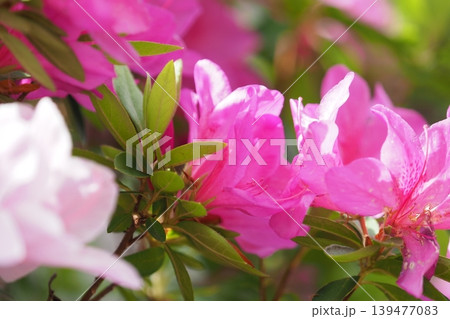 ツツジの花 ツツジの花 139477083