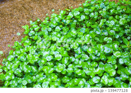池に密生する水草  139477128