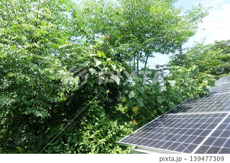 木に覆われ影響を受けた太陽光パネル 139477309