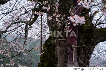 醍醐桜千年の歴史を刻む幹 醍醐桜千年の歴史を刻む幹 139477421