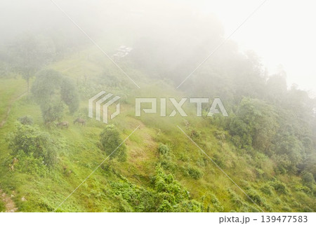 霧に包まれたオーストラリアンキャンプ周辺の山岳風景 霧に包まれたオーストラリアンキャンプ周辺の山岳風景 139477583