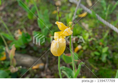 花びらが散った黄色いチューリップ 花びらが散った黄色いチューリップ 139477709