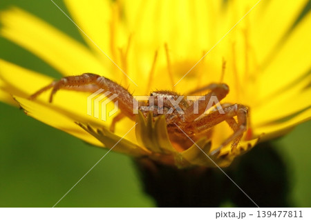 ブタナの花の上で獲物を待ち伏せするカニグモの仲間のクローズアップ ブタナの花の上で獲物を待ち伏せするカニグモの仲間のクローズアップ 139477811