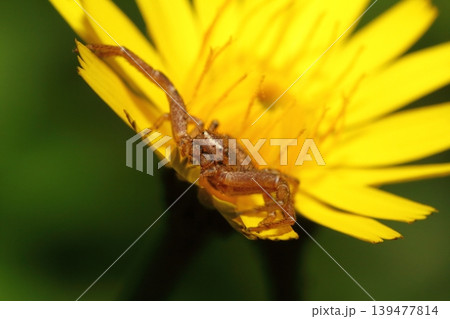 ブタナの花の上で獲物を待ち伏せするカニグモの仲間のクローズアップ 139477814