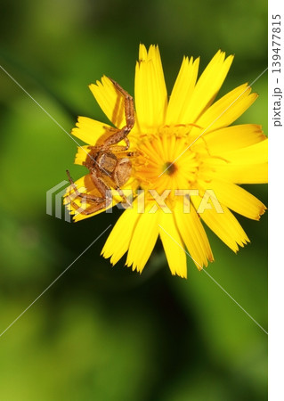 ブタナの花の上で獲物を待ち伏せするカニグモの仲間のクローズアップ 139477815
