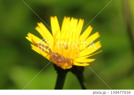 ブタナの花の上で獲物を待ち伏せするカニグモの仲間のクローズアップ 139477816