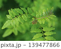 サンショウ 139477866