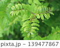 サンショウ 139477867