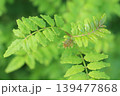 サンショウ 139477868