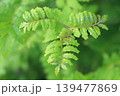 サンショウ 139477869