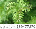 サンショウ 139477870