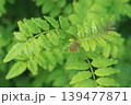 サンショウ 139477871