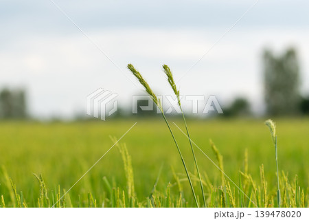 Green grass flowers growing in lush rice field with soft sunlight and blurred rural background representing nature agriculture and fresh countryside atmosphere 139478020