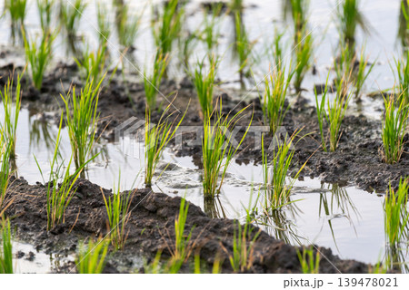 Young rice plants growing in muddy paddy field with water reflection and fresh green leaves representing agriculture farming and rural cultivation in natural environment Young rice plants growing in muddy paddy field with water reflection and fresh green leaves representing agriculture farming and rural cultivation in natural environment 139478021