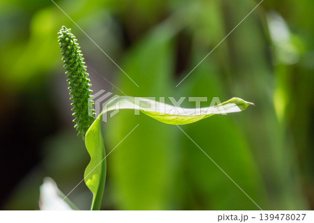 Brown dog exploring muddy rice field with water channels and green sprouts during sunny day showing rural outdoor life and natural countryside environment 139478027