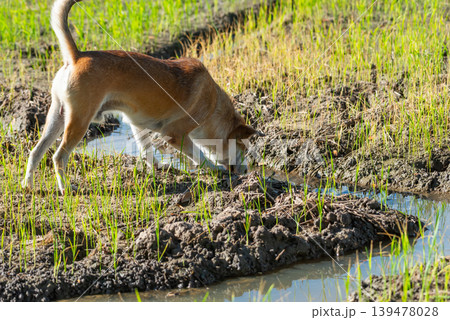 Brown dog exploring muddy rice field with water channels and green sprouts during sunny day showing rural outdoor life and natural countryside environment Brown dog exploring muddy rice field with water channels and green sprouts during sunny day showing rural outdoor life and natural countryside environment 139478028