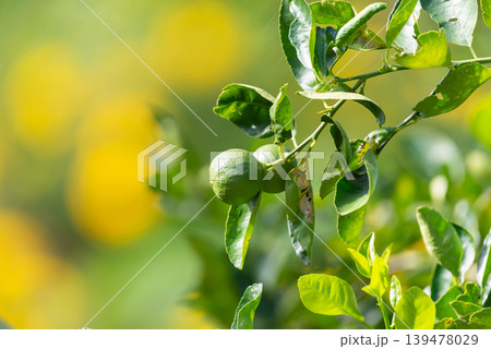 Fresh green chili peppers growing on plant with lush leaves and soft natural background representing organic agriculture and spicy food ingredient Fresh green chili peppers growing on plant with lush leaves and soft natural background representing organic agriculture and spicy food ingredient 139478029